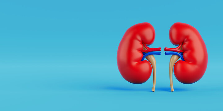 Renal Health And Human Anatomy. Pair Of Human Kidneys On Blue Background. 3D Rendering
