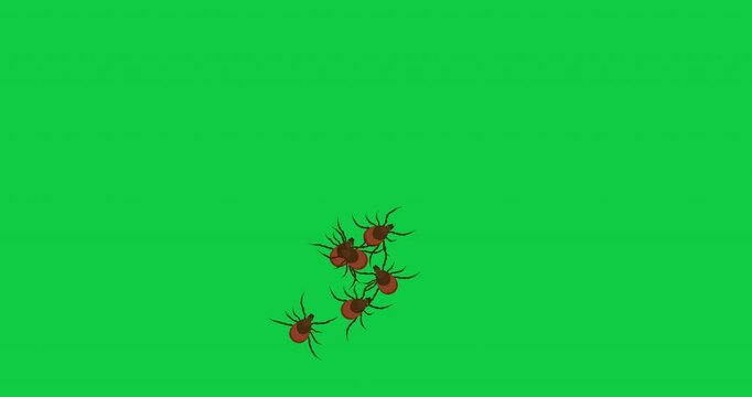 Tick parasite. Animated Dog mite icons on green. Great for design parasite pest control, parasites extermination and disinsection service, health sanitary, encephalitic mite fight. 4k motion graphic