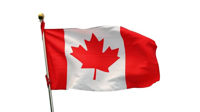 Canada flag on a pole waiving in the wind, isolated on white background, HD video loopable seamless loop