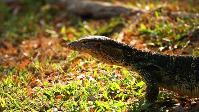 Asian Water Monitor Lizard Crawling Through Grass in Lumpini Park