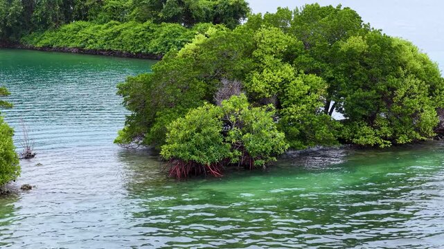 Tropical Mangrove Island with Red Roots in Turquoise Water of Palau