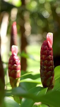 Red Shampoo Ginger Plant Zingiber Zerumbet in Tropical Garden