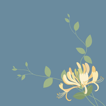 Elegant honeysuckle flower illustration with delicate blossoms and green leaves, botanical corner design on blue