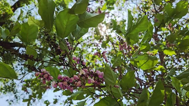 A hardy Asian native, the Karanja tree blooms during the warm Indian summer. Its fragrant pink flowers yield oil-rich seeds used for skin care and green biofuel, thriving under a bright, seasonal sun.