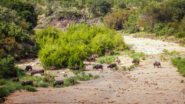 African buffalo herd crossing dry riverbed in Kruger National park, South Africa ; Specie Syncerus caffer family of Bovidae