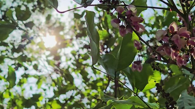 Native to tropical Asia, the Karanja tree blooms in India from April to June. Its fragrant pink flowers yield oil-rich seeds used for skincare and green biofuel, thriving under the bright summer sun.