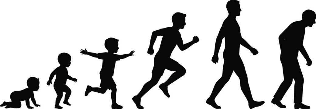 Human life cycle evolution silhouettes showing stages of male growth from a crawling baby to childhood adolescence adulthood and senior old age development
