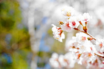 春の日差しを浴びる桜 © まー