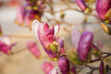 Close-up of magnolia flowers and buds blooming on branches under bright sky, © pdm