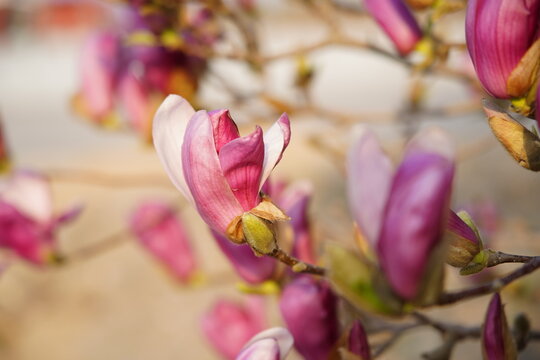 Close-up of magnolia flowers and buds blooming on branches under bright sky,