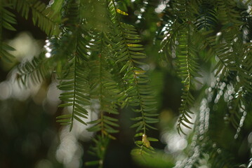  tree in the forest © Anastasia