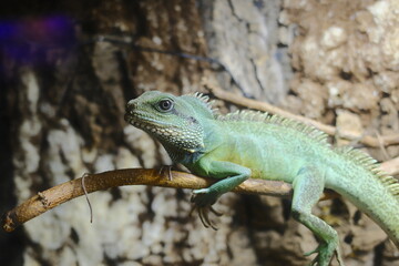 Fototapeta premium Radiant Asian Water Dragon on branch, scales shimmer as it vigilantly observes its tropical world in daylight.