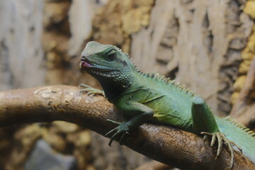 Fototapeta premium Green Asian Water Dragon rests on a rough branch, peacefully during the day.
