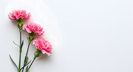 Fototapeta premium Three delicate pink carnations are positioned on a white background.