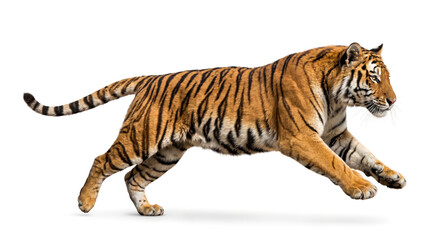 Obraz premium Stalking Tiger