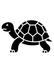 Obraz premium turtle