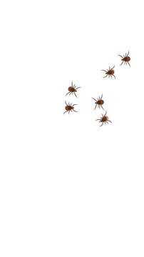 Tick parasite. Animated mite icons on white. Design for parasite pest control, parasites extermination, disinsection service, health sanitary, encephalitic mite fight. Vertical 4K animation graphic