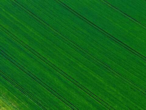 Aerial view of a vibrant green field crisscrossed by dark, linear patterns, Wintzenheim-Kochersberg, Grand Est, France.
