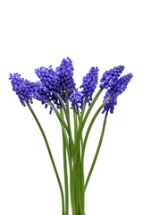 Obraz premium blue hyacinth isolated on white