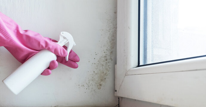 Person in pink gloves cleaning mold on window sill and walls using antifungal spray. Removing toxic black mold and mildew from window frame and plaster. Home maintenance and hygiene.