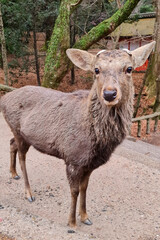 Fototapeta premium Sacred Deer Resting Near Famous Nara Temple 