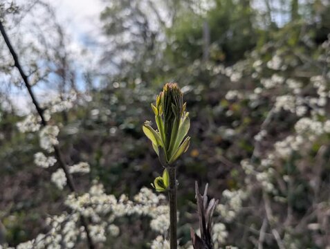 Germoglio in primo piano con piccole foglie appena aperte, immerso in uno sfondo morbido e fiorito. Una scena naturale che richiama rinascita, primavera e dettagli botanici delicati