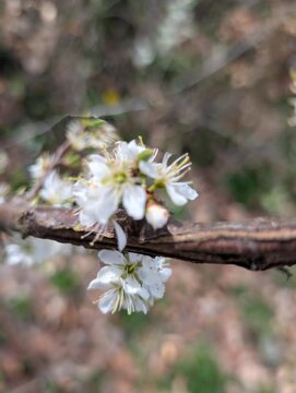 Fiori bianchi in primo piano con petali sottili e stami gialli, ripresi su un ramo legnoso con sfondo morbido e naturale. Una scena delicata che richiama primavera, rinascita e dettagli botanici