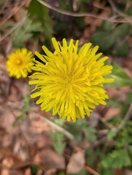 Ripresa ravvicinata di un luminoso fiore di tarassaco giallo immerso tra foglie verdi e terreno naturale