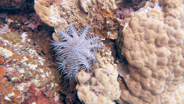 Crown of Thorns Starfish Crawling Over Hard Coral Reef in Palau