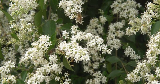 Privet Flowers Blooming on Green Shrub in Garden