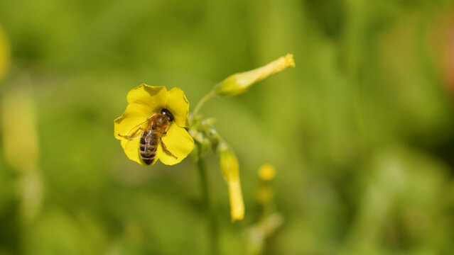 Macro Close-Up of a Honey Bee Pollinating a Yellow Oxalis Flower