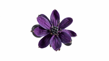 Obraz premium Single purple flower with a dark blue center and green leaves against white background.
