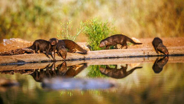 Four Common dwarf mongooses drinking front view in waterhole with reflection in Greater Kruger National park, South Africa ; Specie Helogale parvula family of Herpestidae