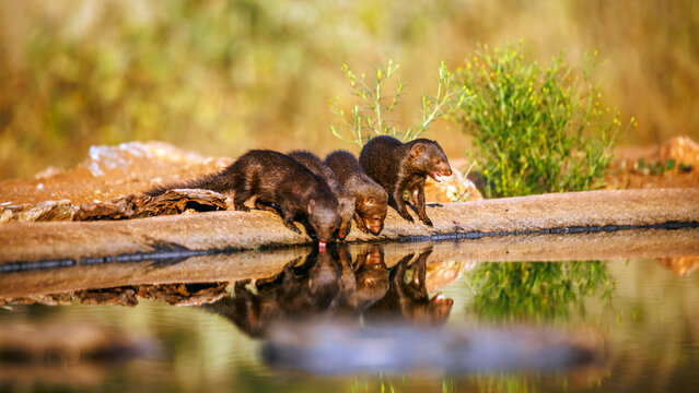 Four Common dwarf mongooses drinking front view in waterhole with reflection in Greater Kruger National park, South Africa ; Specie Helogale parvula family of Herpestidae