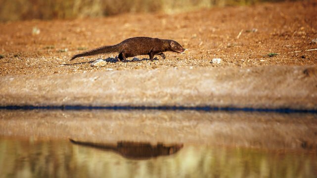 Common dwarf mongoose walking along waterhole with reflection side view in Greater Kruger National park, South Africa ; Specie Helogale parvula family of Herpestidae