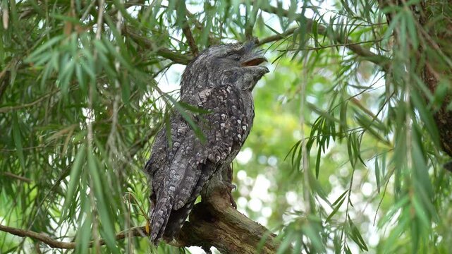A Tawny frogmouth (Podargus strigoides) rests on the tree with mouth wide open, camouflaged among the tree bark and woodland forest environment to avoid detection, and slowly turning its head around.