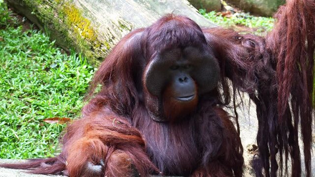 An adult male Orangutan with prominent cheek pads, looks around the surroundings, close up shot.