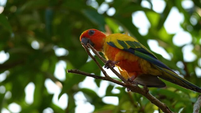 A Sun conure (aratinga solstitialis) perches on tree branch, appearing to be undergoing a molting process, with neck feather loss, close up shot.