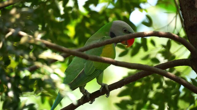 A male Red-breasted parakeet (psittacula alexandri) perches on tree branch, close up shot.