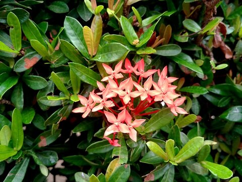 Soka flower blossoms with green leaves in natural light. Nature Background. Red flower and green leaves.