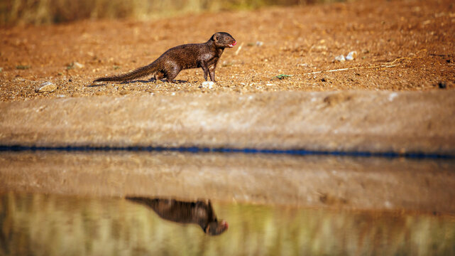 Common dwarf mongoose in alert along waterhole side view with reflection in Greater Kruger National park, South Africa ; Specie Helogale parvula family of Herpestidae