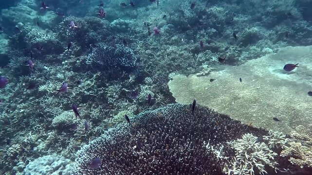 School of ternate chromis (Chromis ternatensis) struggling against the strong downward current scattering them like falling leaves, dark dreamy underwater scene. Dauin, Philippines