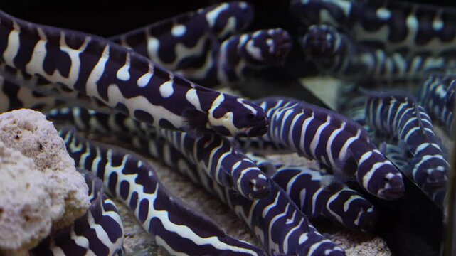 Group of zebra moray eel swimming together