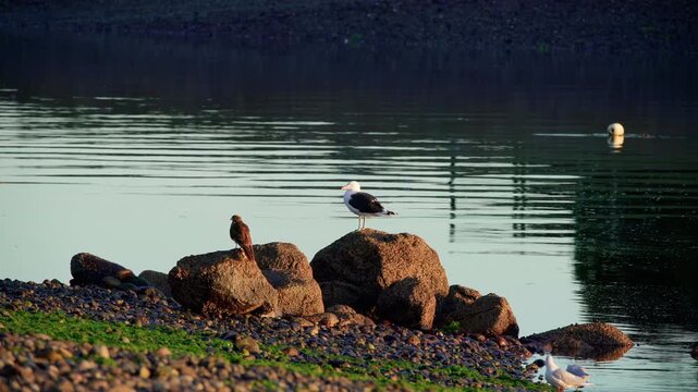 Static tripod shot of a seagull and a Tiuque bird perched together on coastal rocks during a golden sunset, showing natural coexistence.