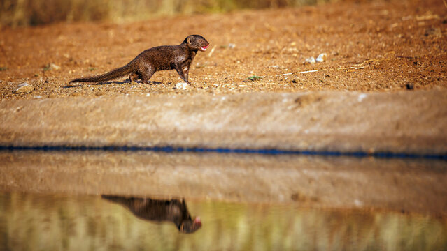 Common dwarf mongoose in alert along waterhole side view with reflection in Greater Kruger National park, South Africa ; Specie Helogale parvula family of Herpestidae