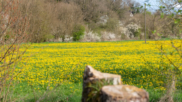 The Nature around Bitburg in the german Eifel - Yellow Fields