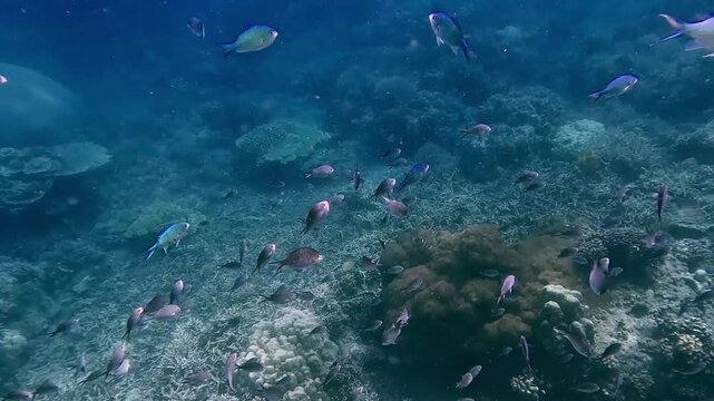 School of chromis and damselfish struggling against the strong underwater current as they feed on particles floating in the hazy plankton rich waters in the expansive coral reef. Dauin, Philippines