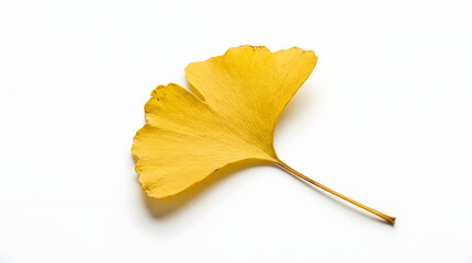 Naklejka premium Yellow Ginkgo Leaf on White Background