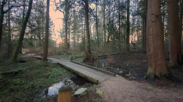 Moving camera viewpoint traveling along dirt trail turning towards timber bridge spanning dark marshy water surrounded by dense tall trees beneath cloudy evening sky
