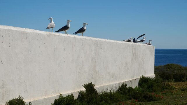 Seagulls on top of a white wall with the sea in the background. Slow motion x0,5.Tabarca island cemetery, Spain.